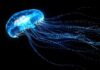 Як біолюмінесцентні медузи отримують своє фірмове світіння