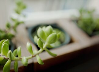 Faire revivre les plantes d’intérieur aux longues jambes : conseils d’experts pour une croissance plus complète