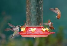 Як позбутися мурах з годівниці для колібрі: практичний посібник