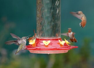 Éloigner les fourmis des mangeoires pour colibris : un guide pratique