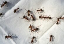 Природний захист: 5 незамінних ароматів, щоб прогнати мурах з дому