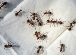 Природная защита: 5 незаменимых ароматов, чтобы прогнать муравьев из дома