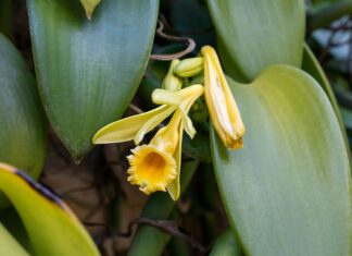 The Vanilla Plant Isn’t An Orchid