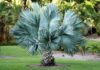 Small Palms, Big Attitude: 17 Trees That Actually Fit in a Yard