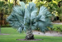 Small Palms, Big Attitude: 17 Trees That Actually Fit in a Yard
