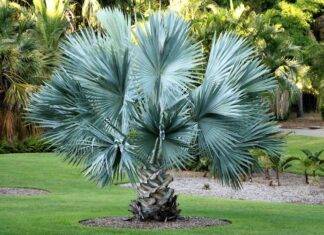 Small Palms, Big Attitude: 17 Trees That Actually Fit in a Yard