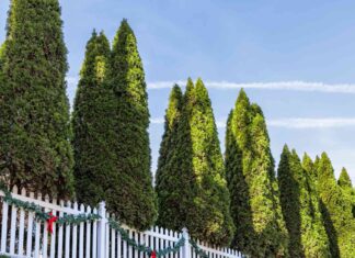12 Varietà di cipresso per il tuo giardino