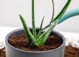 Comment arroser l’Aloe Vera : un guide saisonnier pour des plantes succulentes saines