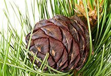 Comment utiliser une décoration en bois de cèdre pour parfumer votre maison sans bougies