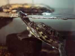 Como construir um tanque de tartarugas: um guia DIY para configuração de habitat seguro